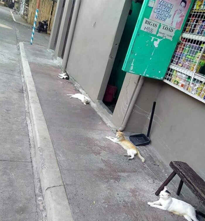 Как держать социальную дистанцию? Учимся у животных!